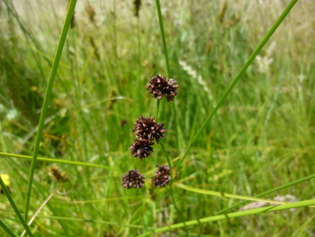 Dagger-leaved Rush