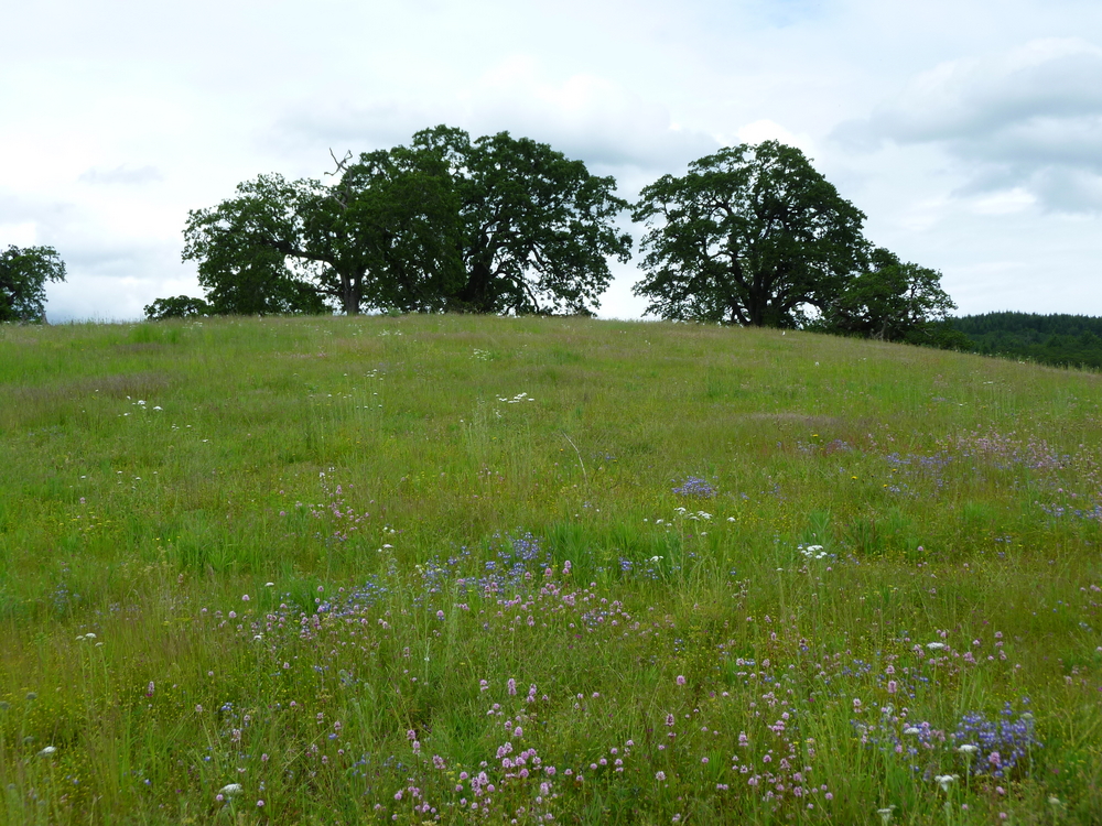 Restored Oak Savanna Grassland